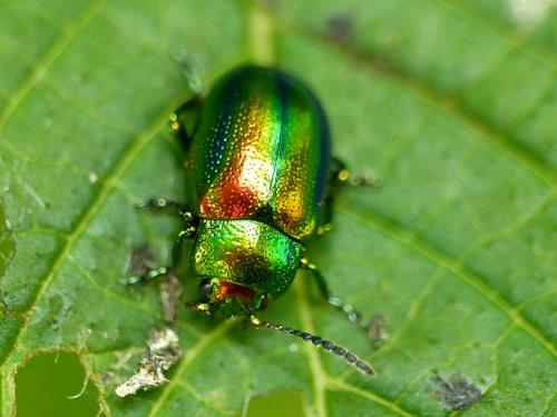 Réf. 234 699 : Chrysolina fastuosa